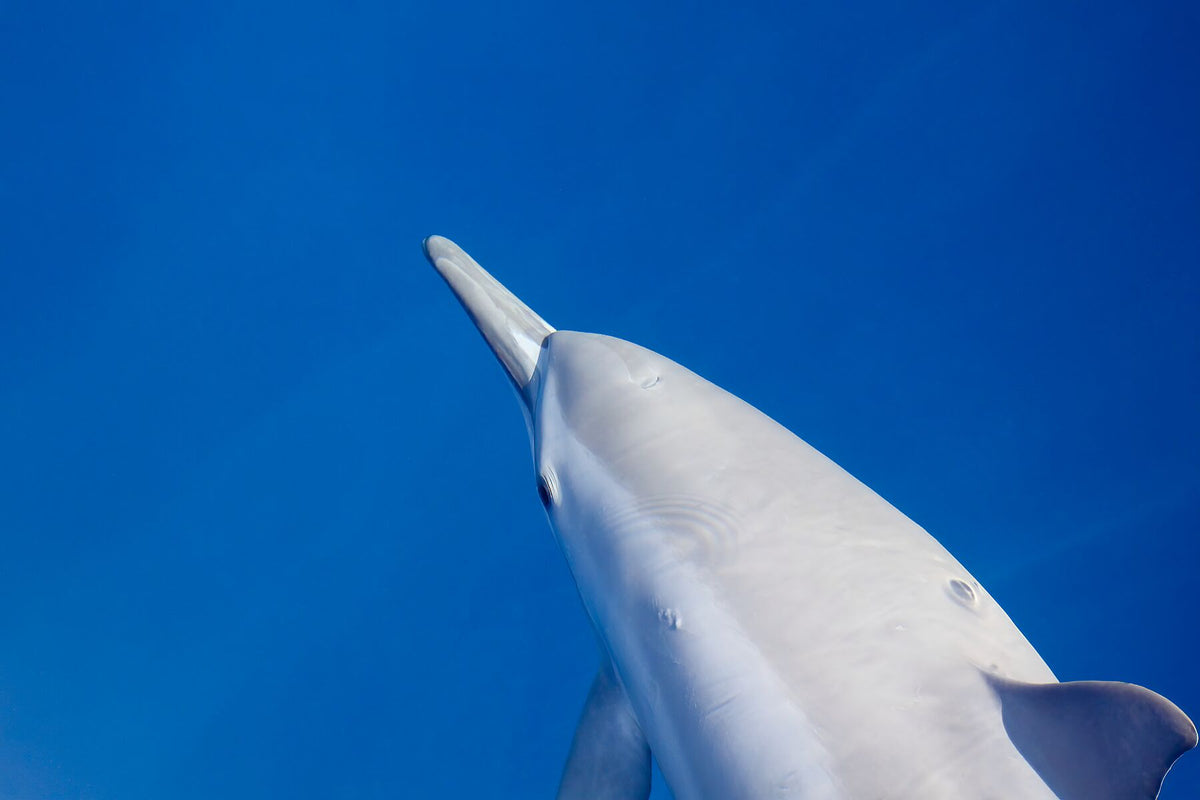 Portrait de dauphin