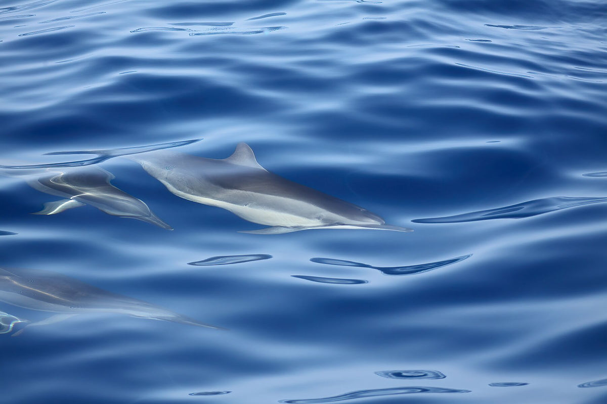 Dolphins family