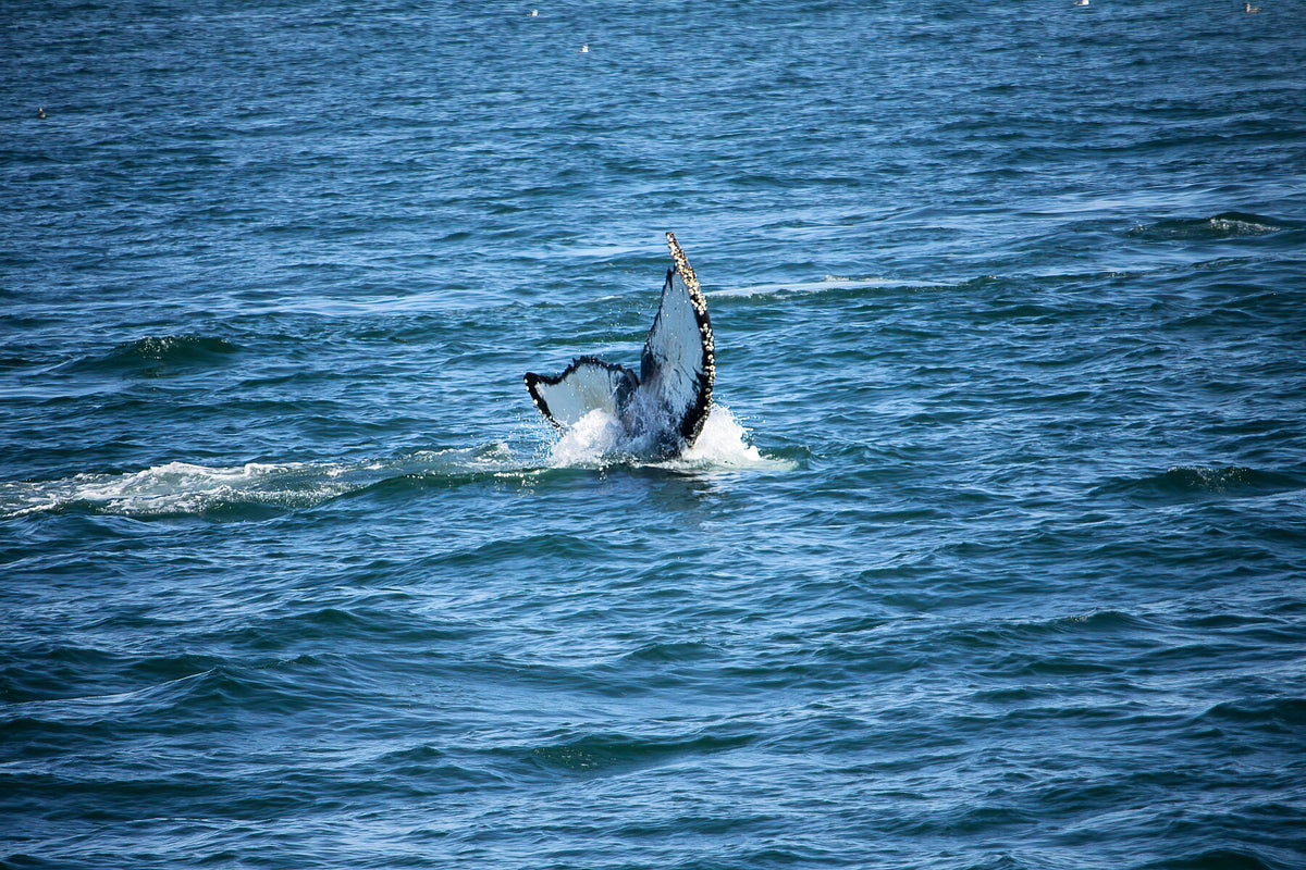 Queue de baleine sous l'eau III