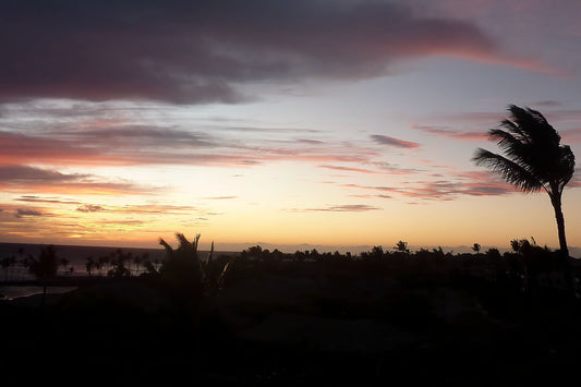 Lonely palm tree at sunset