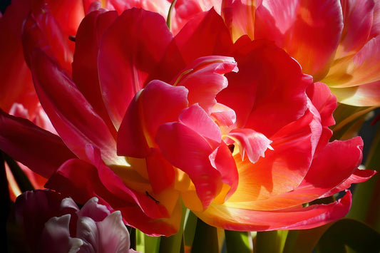 Red Parrot Tulip close up