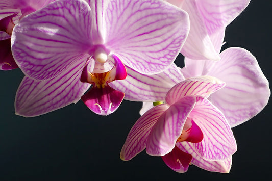 Orchidées roses et blanches au soleil en gros plan