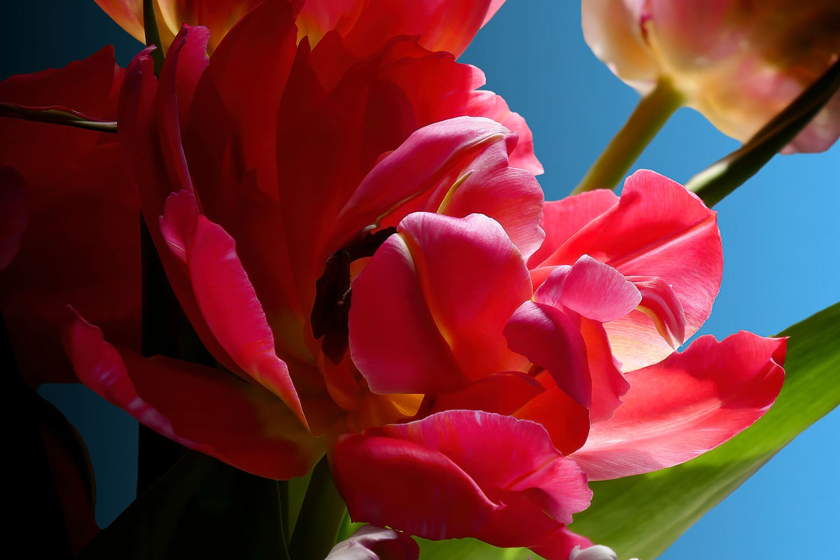 Tulipe fushia ouverte en gros plan