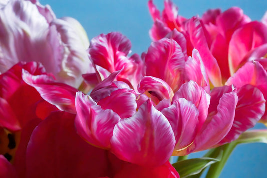 Pink Parrots Tulips petals close up III