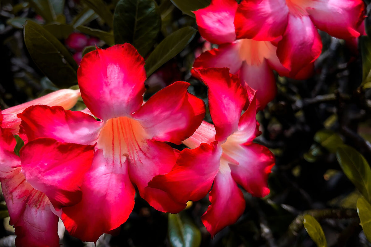 Impala Lily close up II