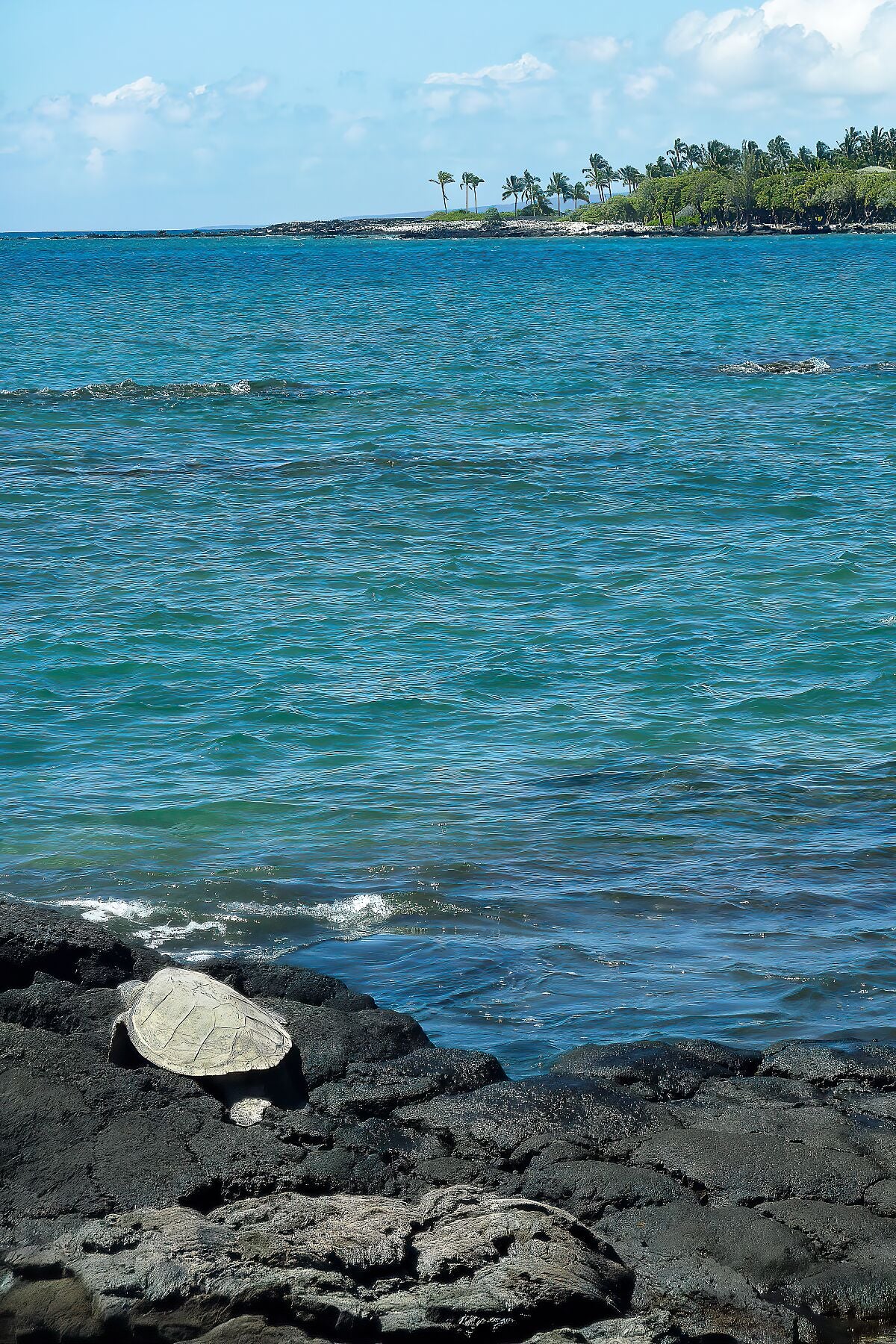 Tortue reposant sur des roches volcaniques