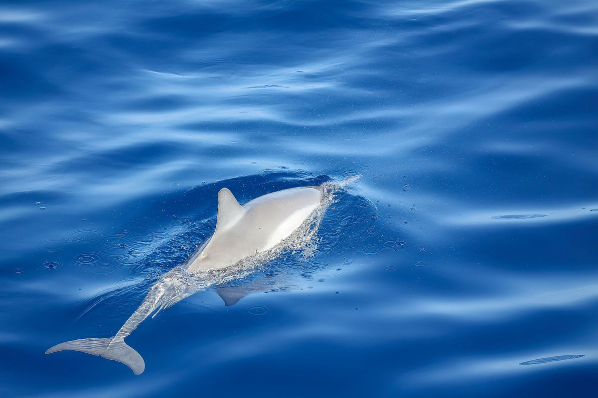 Dauphin éclaboussant