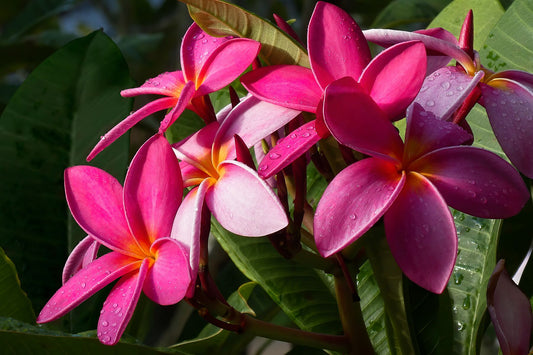 Plumerias roses avec des gouttes de pluie