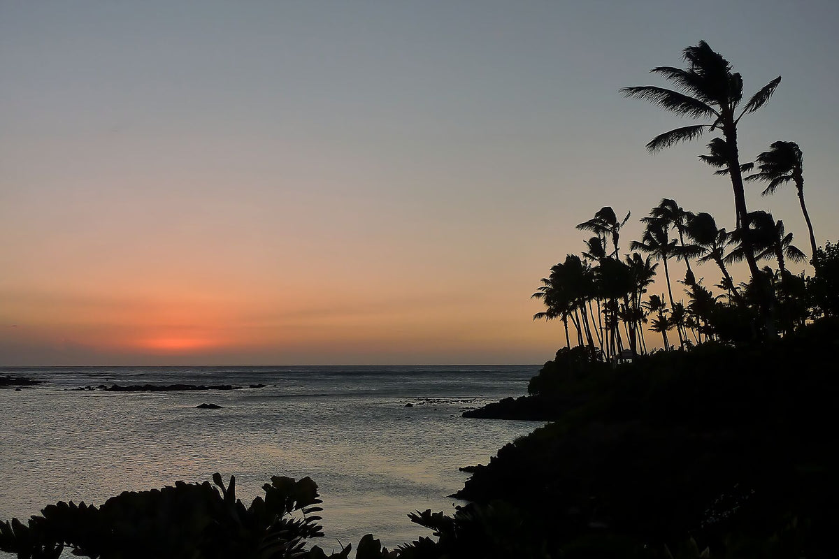 Red Sunset and Palm trees