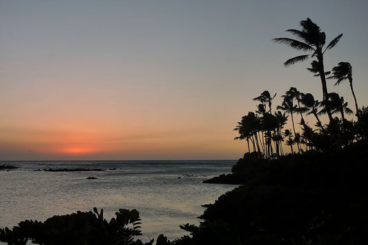 Red Sunset and Palm trees