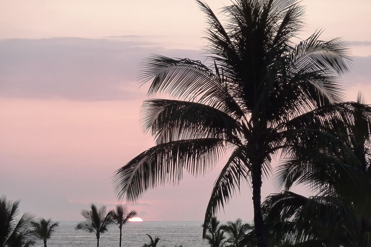 Ciel rose avec ombres de palmiers