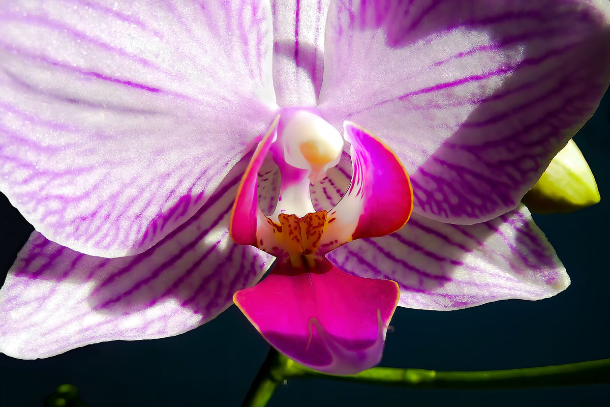 Lone Orchid close up