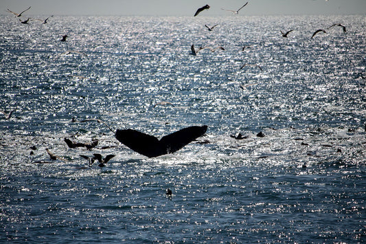 Whale tail in sun reflection