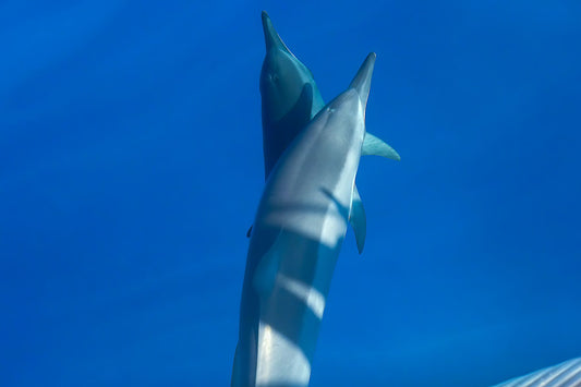 Twin dolphins