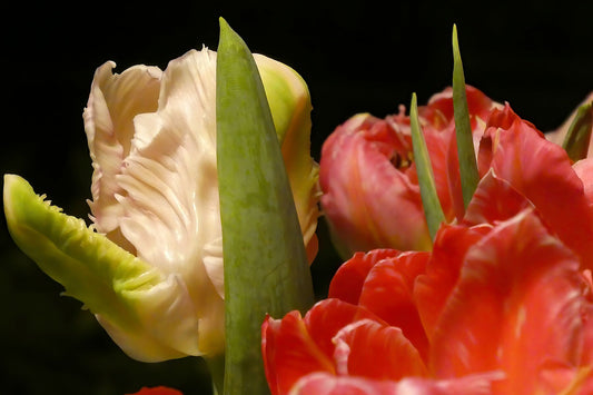 Tulipes perroquets blanches et roses gros plan II