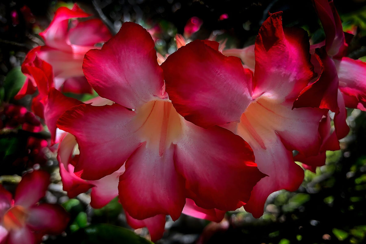 Impala Lily close up I