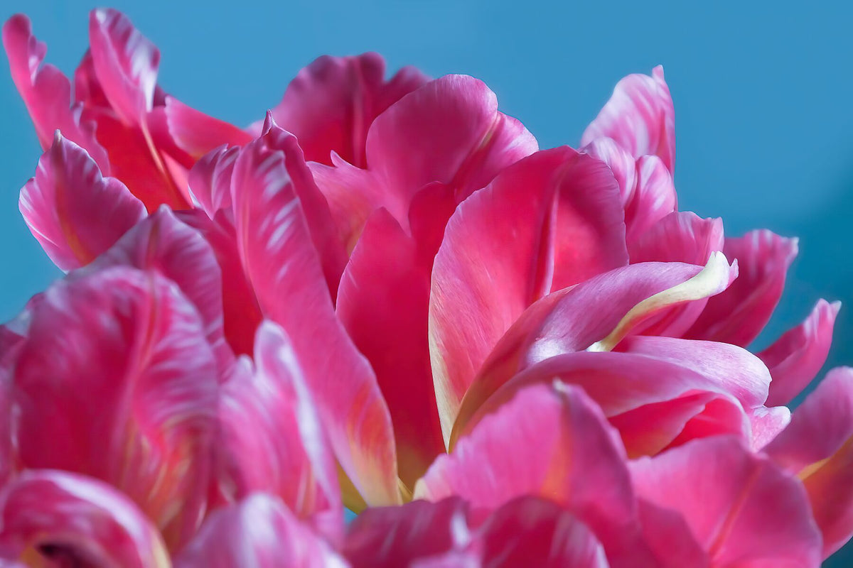 Pink Parrots Tulips petals close up II