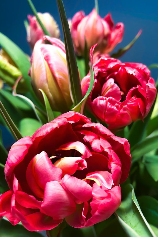 Red Tulips bouquet close up II