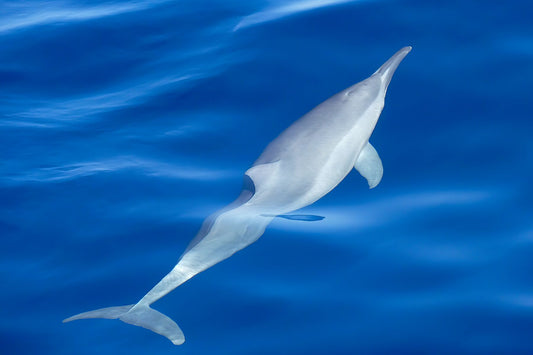 Lonely dolphin
