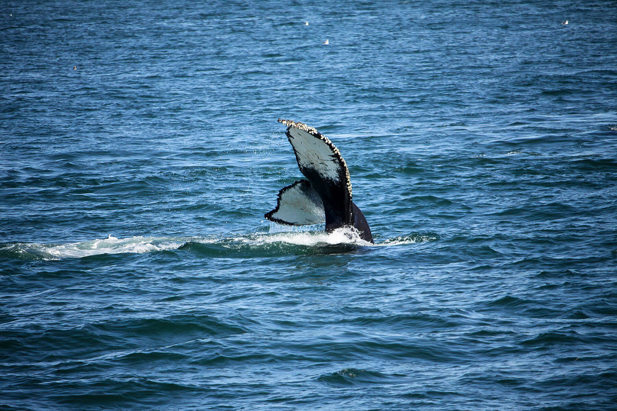 Whale tail going underwater I