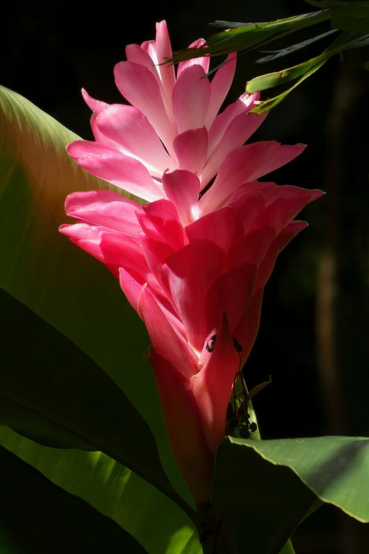 Fleur de gingembre rouge et rose jouant avec le soleil
