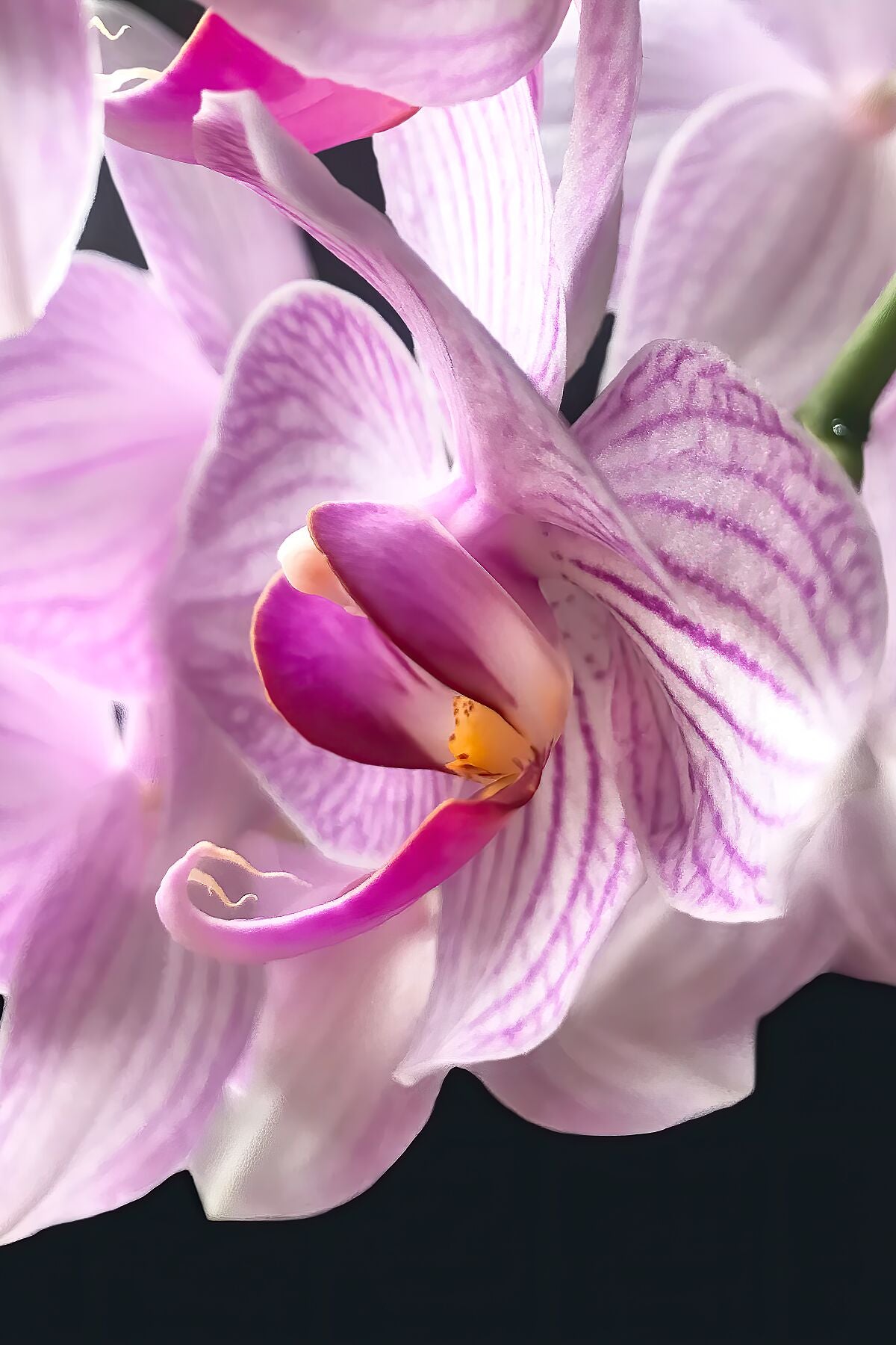 Orchidée blanche et rose en gros plan