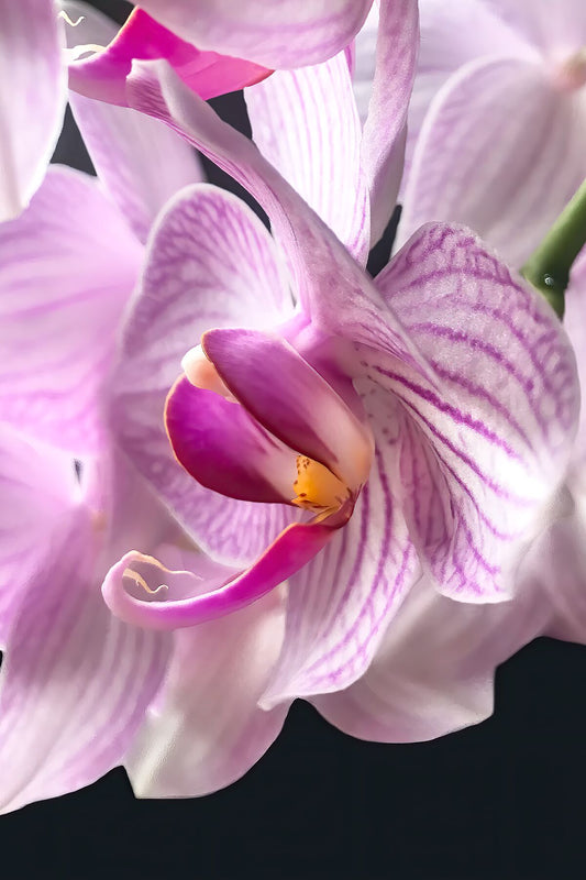 Orchidée blanche et rose en gros plan