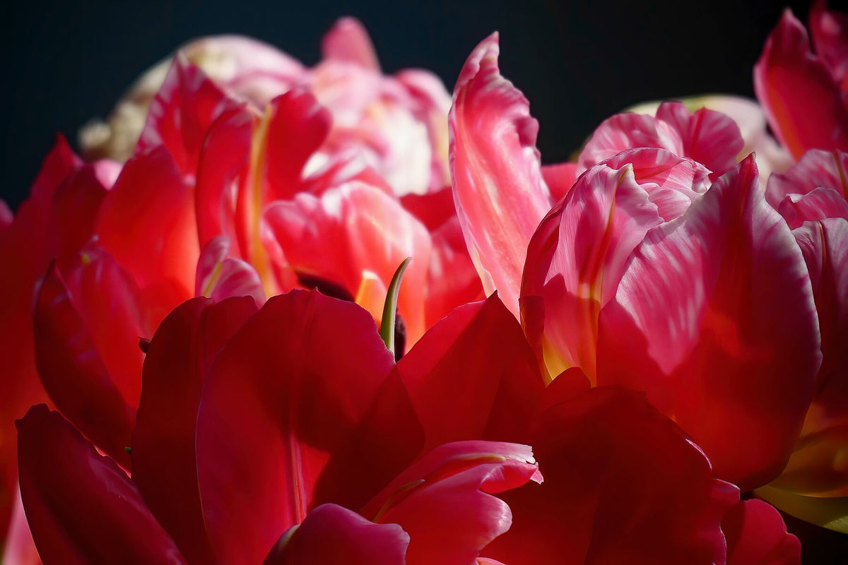 Tulipes perroquets rouges gros plan II