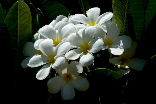Plumerias blancs au soleil