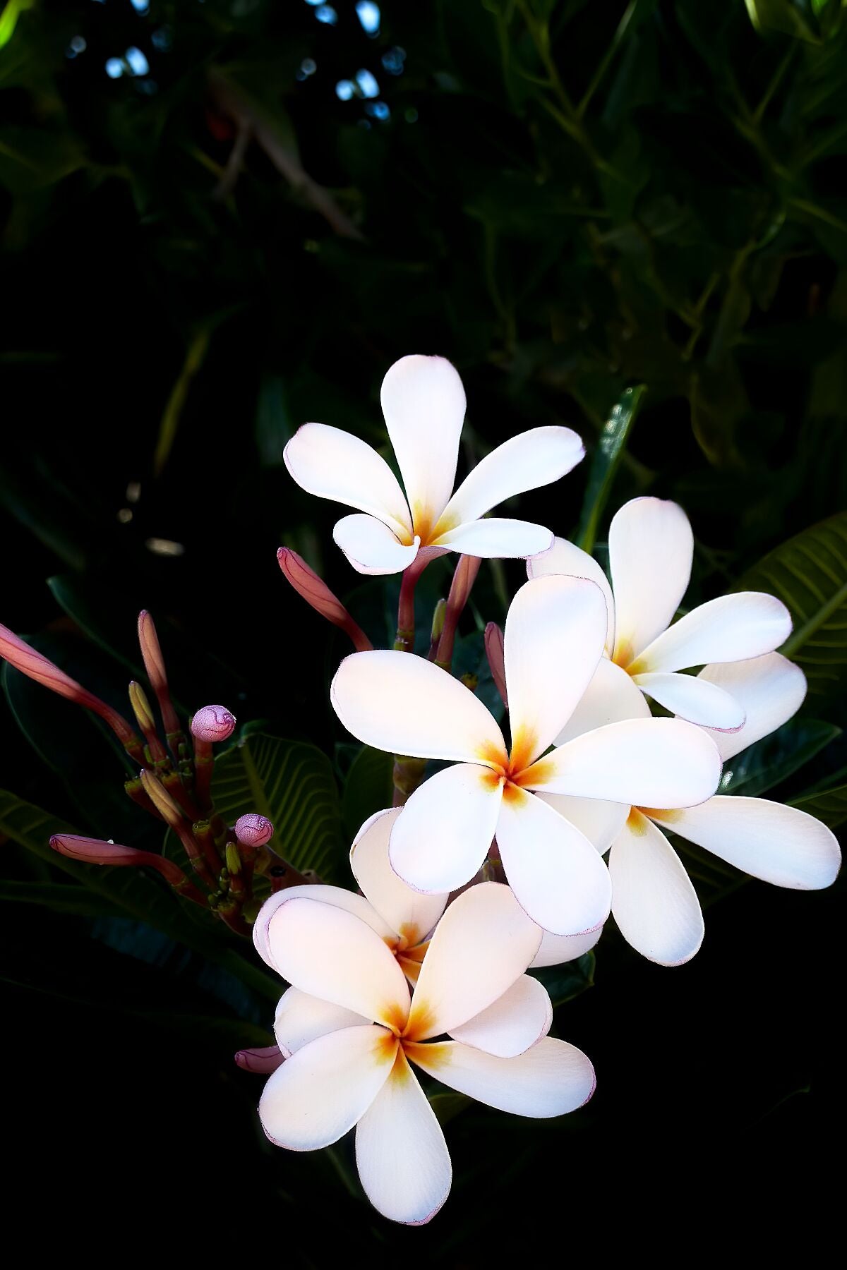 White Plumeria