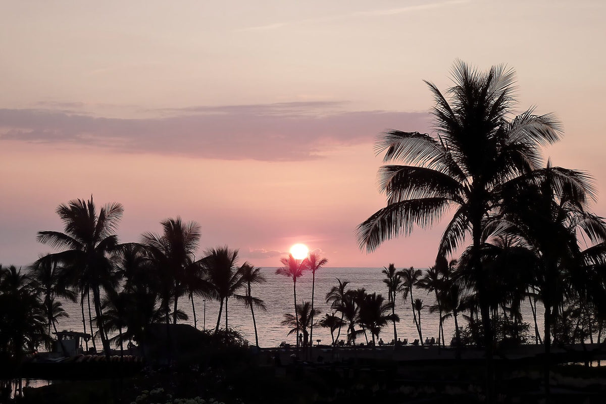 Sun resting on top of two Palm trees
